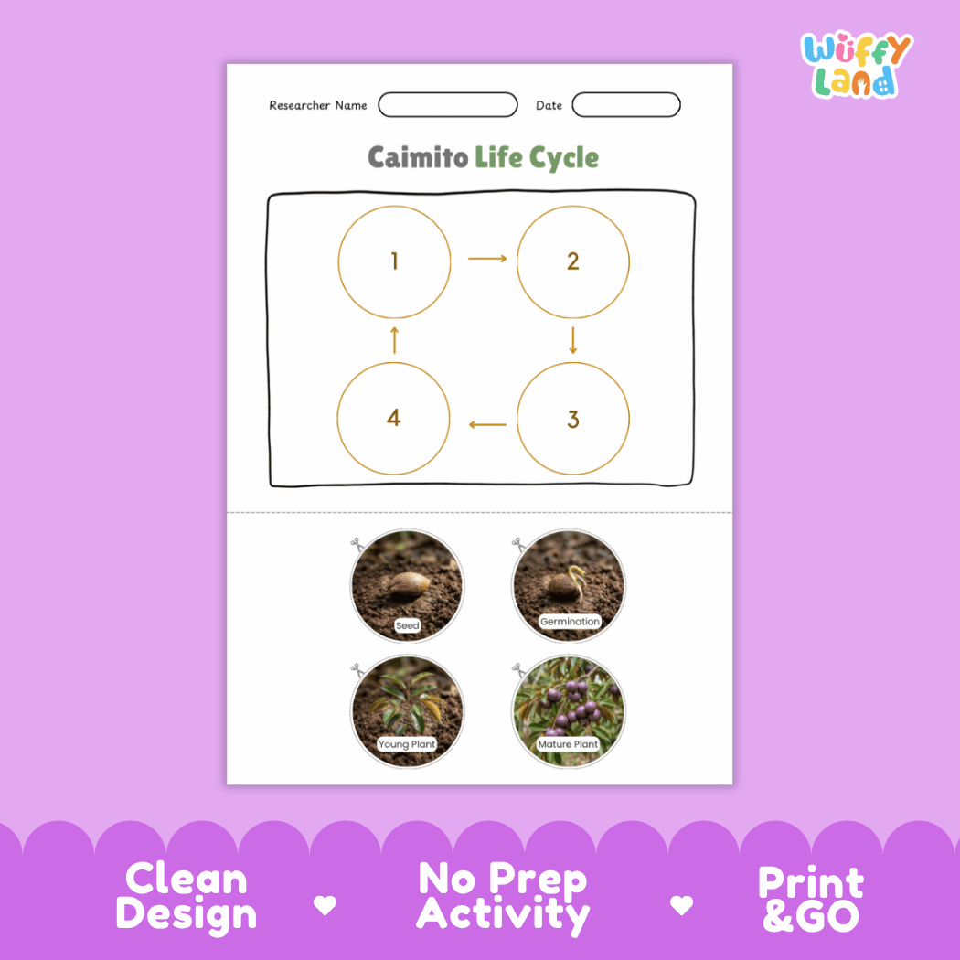 Educational reference chart poster showing the 4 stages of the caimito life cycle from seed and germination to young plant and fruit-bearing tree