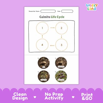 Educational reference chart poster showing the 4 stages of the caimito life cycle from seed and germination to young plant and fruit-bearing tree