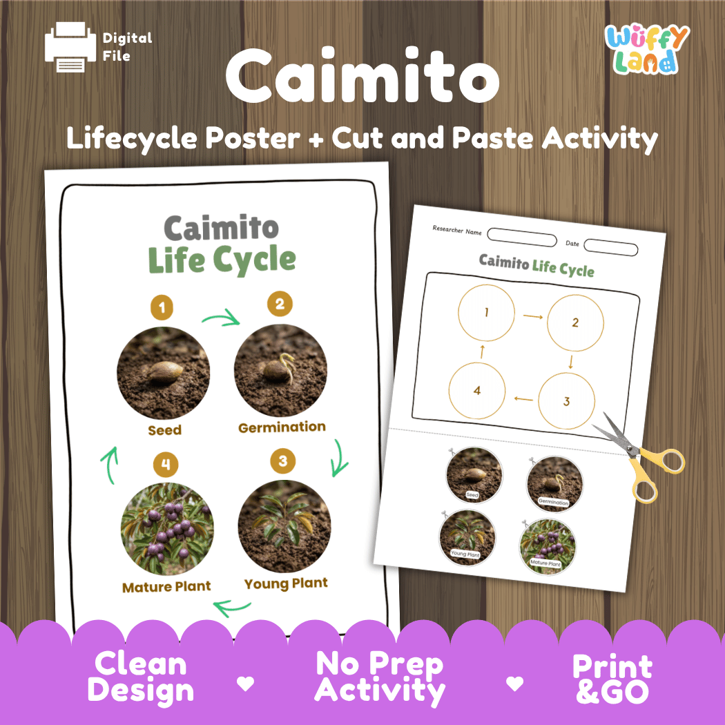 Caimito star apple plant life cycle educational poster and cut and paste printable sequencing activity featuring real photos for early science learners