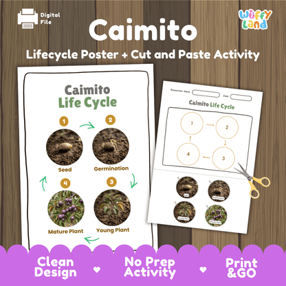 Caimito star apple plant life cycle educational poster and cut and paste printable sequencing activity featuring real photos for early science learners