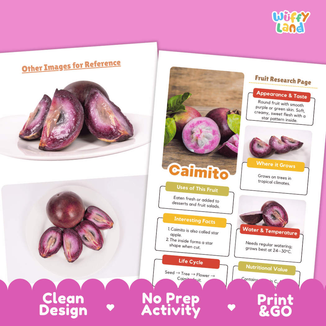 Caimito Fruit Research Pages and Worksheets