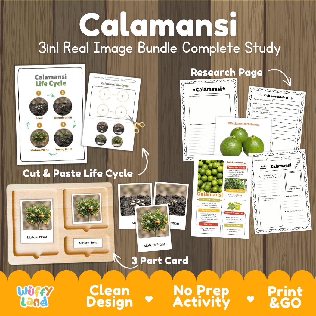 Complete Calamansi 3-in-1 real image study bundle featuring cut and paste worksheets, Montessori 3-part cards, and research pages 🍋🌱