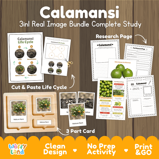 Complete Calamansi 3-in-1 real image study bundle featuring cut and paste worksheets, Montessori 3-part cards, and research pages 🍋🌱
