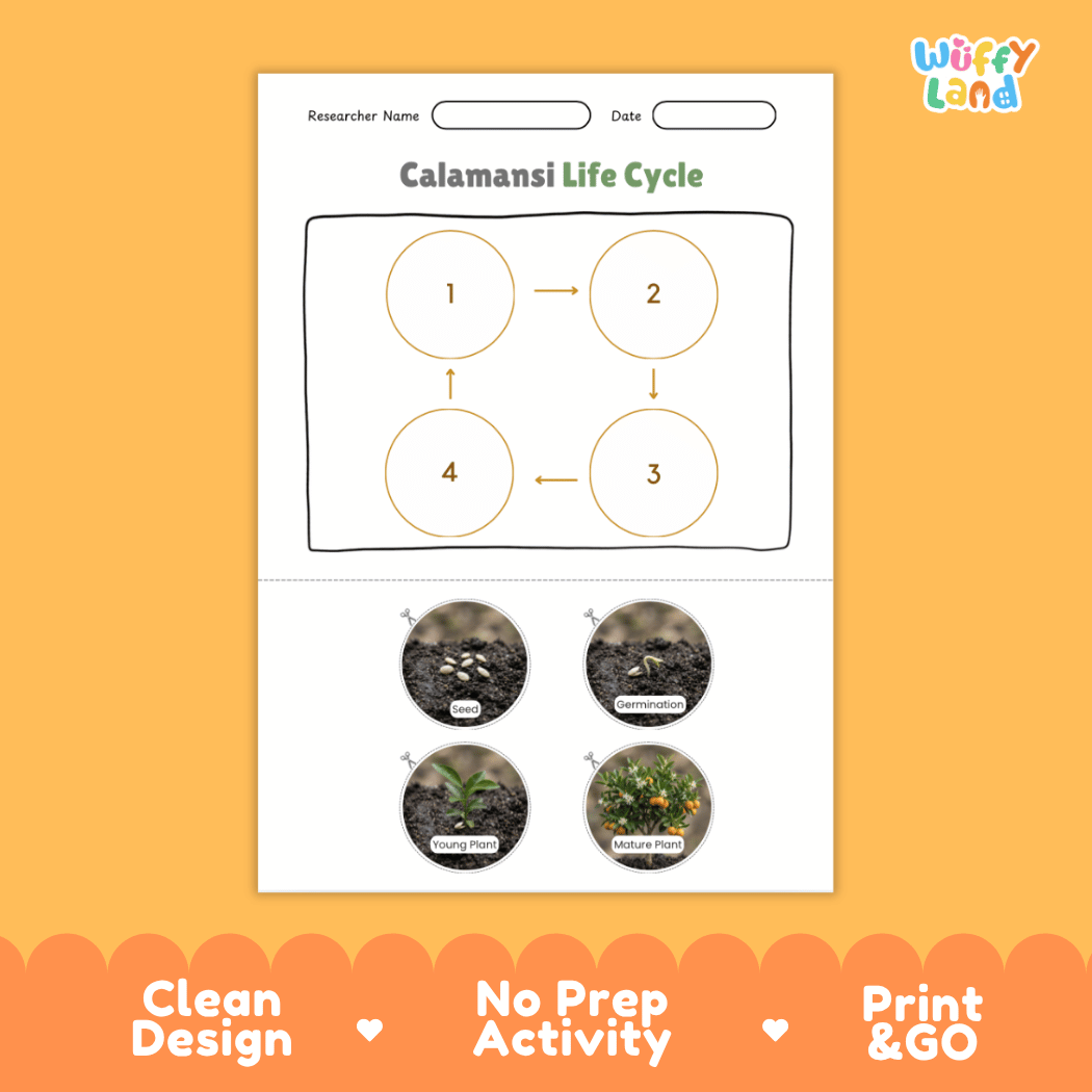 Calamansi Life Cycle Poster and Cut and Paste Worksheet Activity