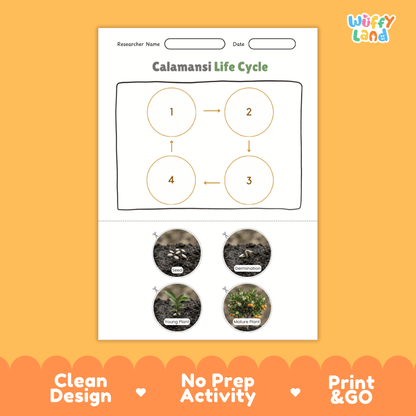 Calamansi Life Cycle Poster and Cut and Paste Worksheet Activity
