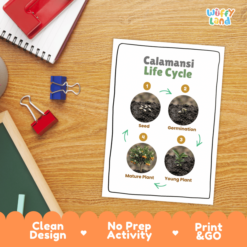 Calamansi Life Cycle Poster and Cut and Paste Worksheet Activity