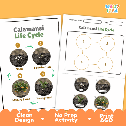 Calamansi Life Cycle Poster and Cut and Paste Worksheet Activity
