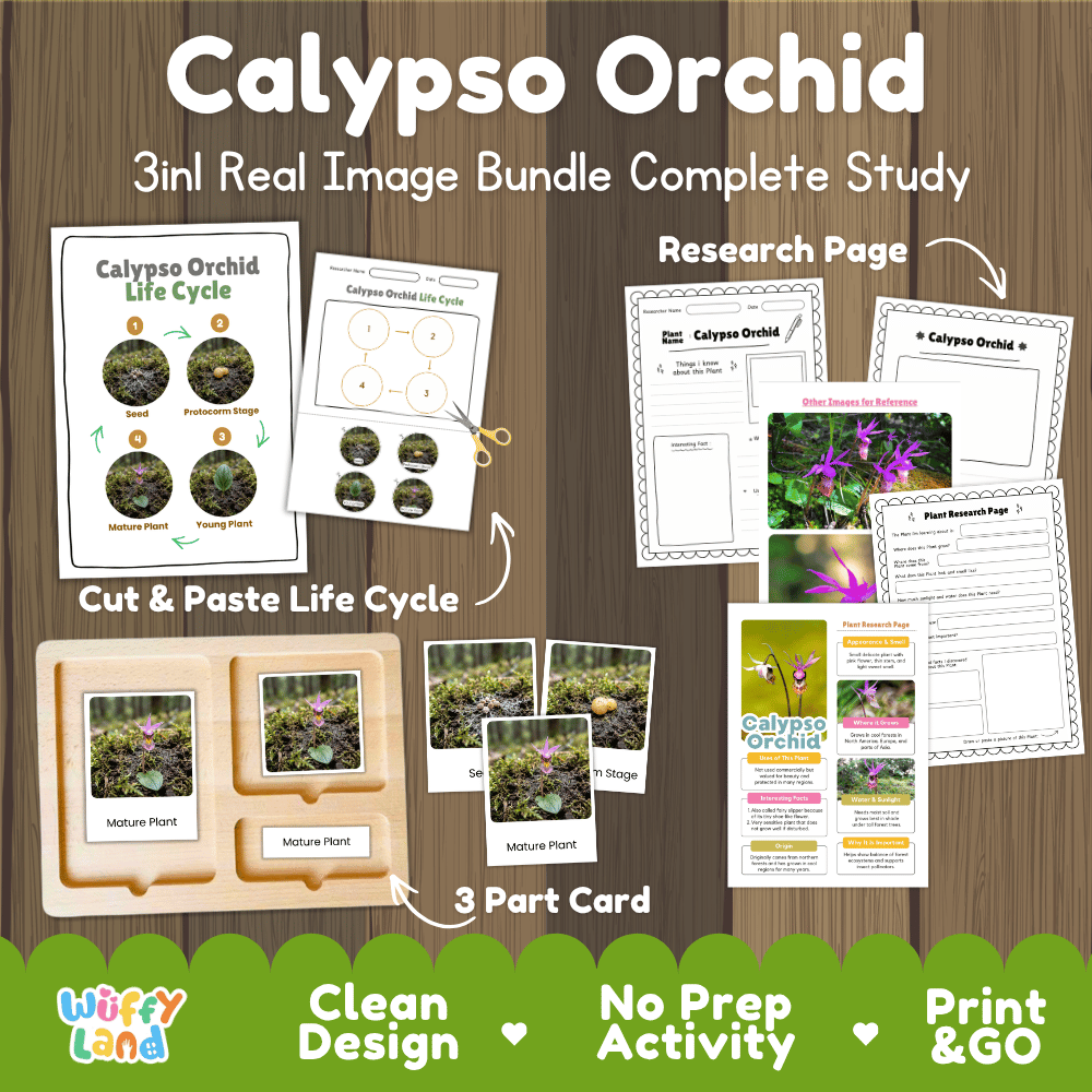 Calypso orchid plant 3in1 real image bundle complete study printable featuring life cycle cut and paste worksheets, Montessori 3-part cards, and research pages