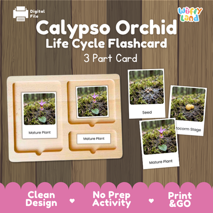 Calypso Orchid Life Cycle Flashcards | 3 Part Cards Montessori Science Activity