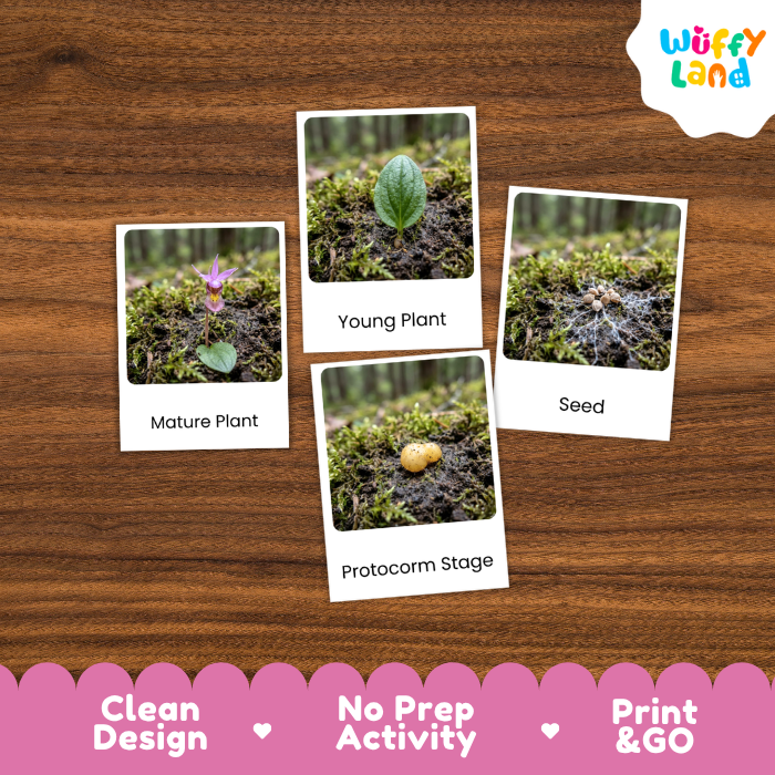 Calypso Orchid Life Cycle Flashcards | 3 Part Cards Montessori Science Activity