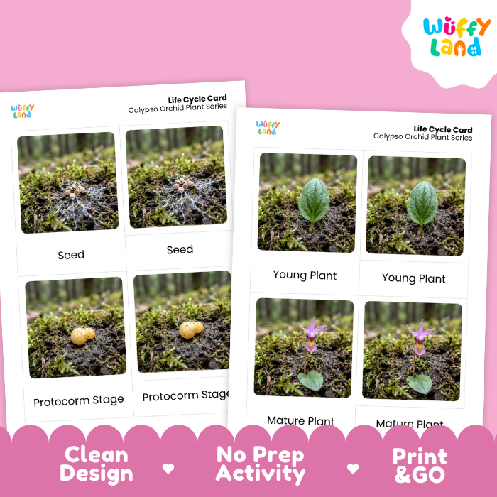 Calypso Orchid Life Cycle Flashcards | 3 Part Cards Montessori Science Activity