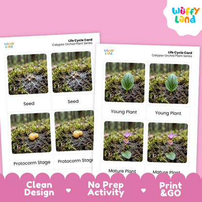 Calypso Orchid Life Cycle Flashcards | 3 Part Cards Montessori Science Activity