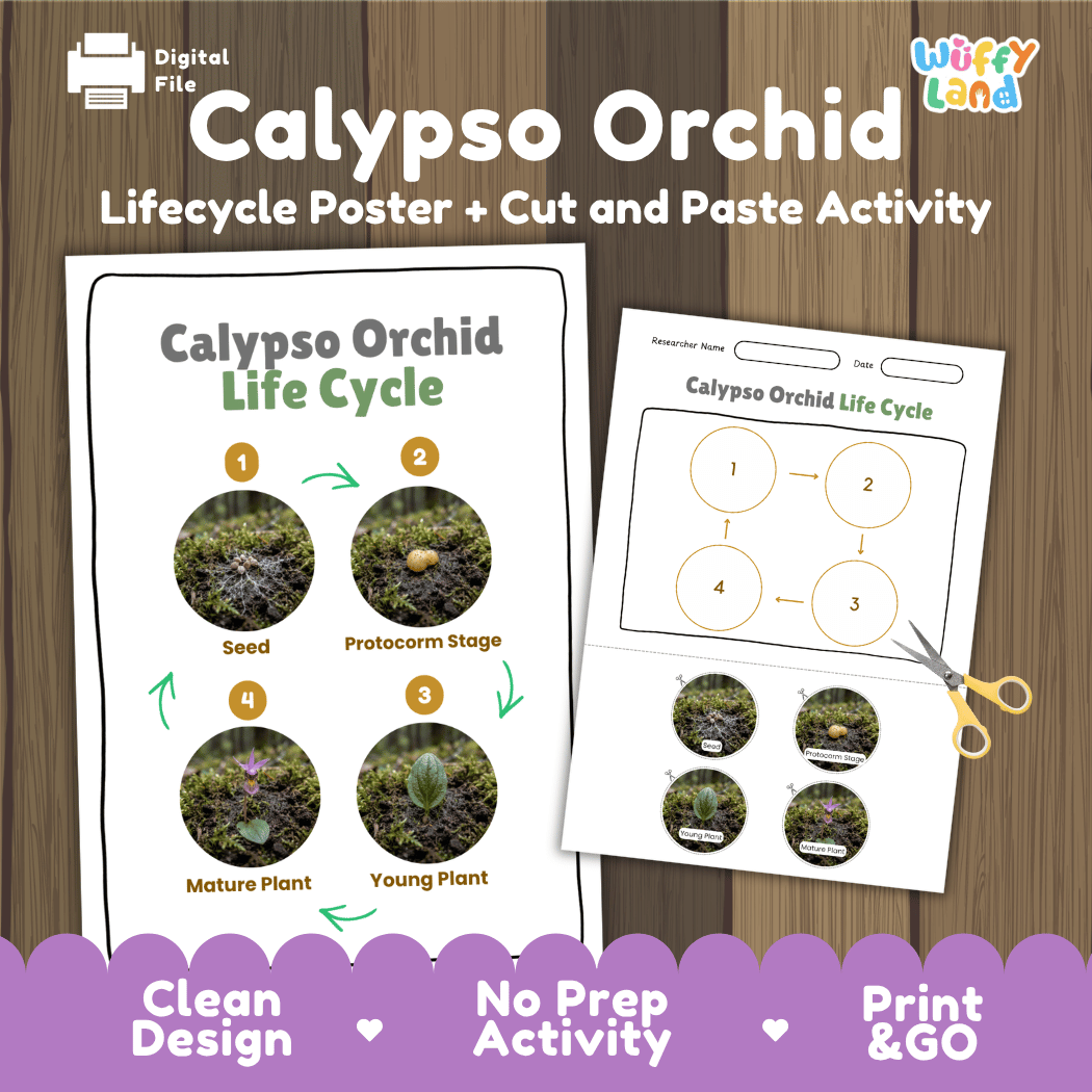 Calypso Orchid Life Cycle Poster and Cut and Paste Activity Worksheet