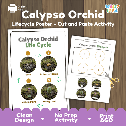 Calypso Orchid Life Cycle Poster and Cut and Paste Activity Worksheet