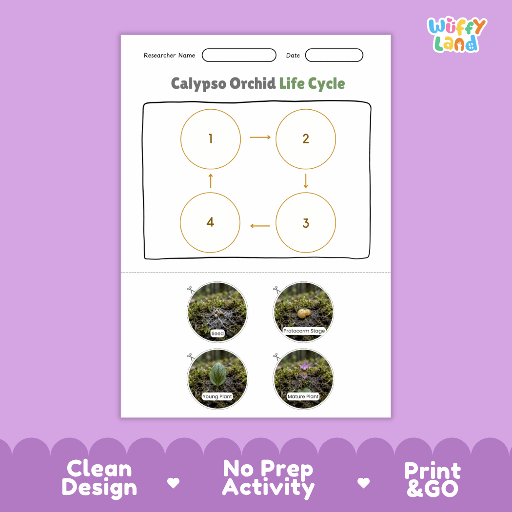 Calypso Orchid Life Cycle Poster and Cut and Paste Activity Worksheet