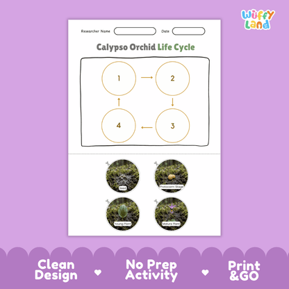 Calypso Orchid Life Cycle Poster and Cut and Paste Activity Worksheet