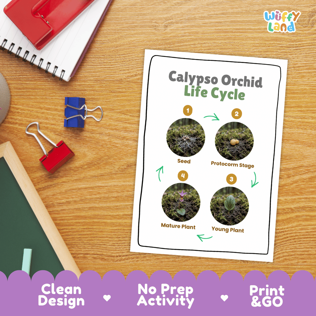 Calypso Orchid Life Cycle Poster and Cut and Paste Activity Worksheet