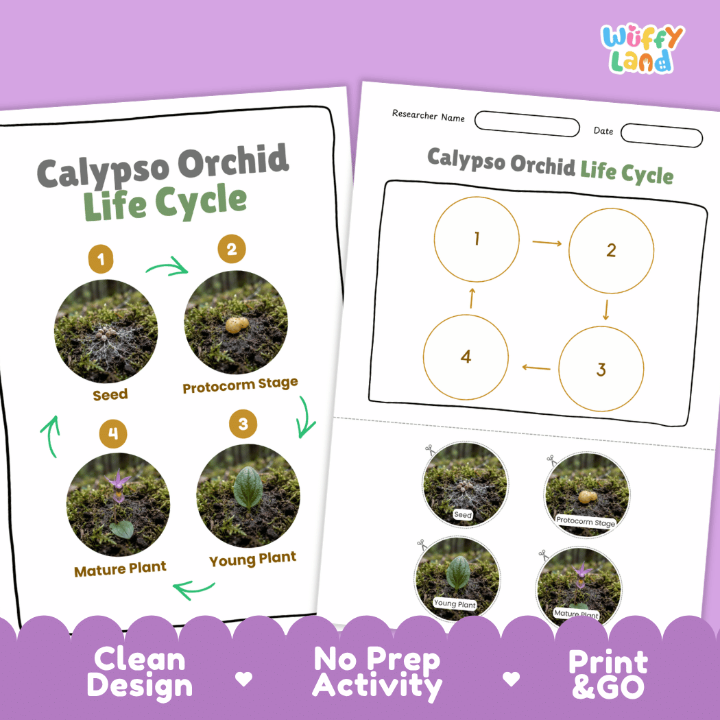 Calypso Orchid Life Cycle Poster and Cut and Paste Activity Worksheet