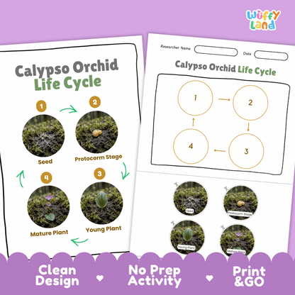 Calypso Orchid Life Cycle Poster and Cut and Paste Activity Worksheet