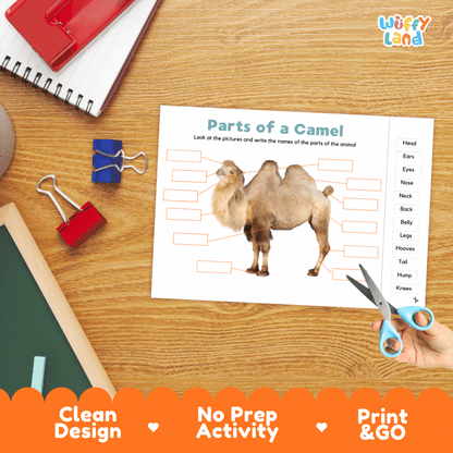 Differentiated camel body parts labeling worksheets featuring fill-in write-in boxes and vocabulary word bank
