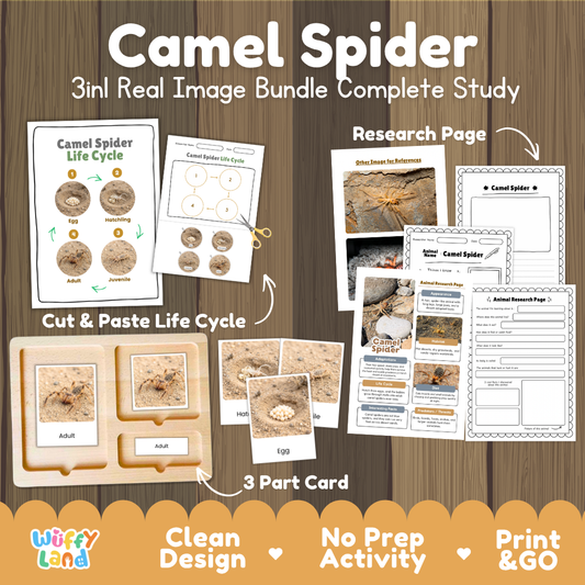 Camel Spider 3-in-1 real image bundle complete study cover showing cut and paste life cycle, 3 part cards, and research pages