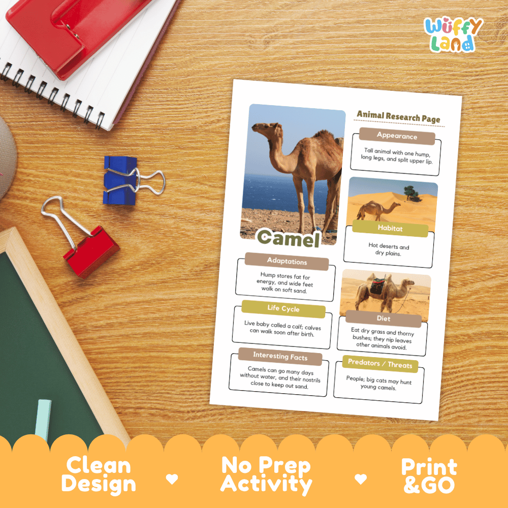 An educational animal research page about camels is displayed on a wooden desk. The printed sheet includes a camel photo, labeled sections for adaptations, habitat, life cycle, diet, and interesting facts, with the title 'Camel' and the brand name 'Wiffly land' visible.