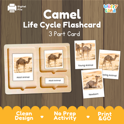 Camel Life Cycle Flashcard 3 Part Cards Science Activity Printable