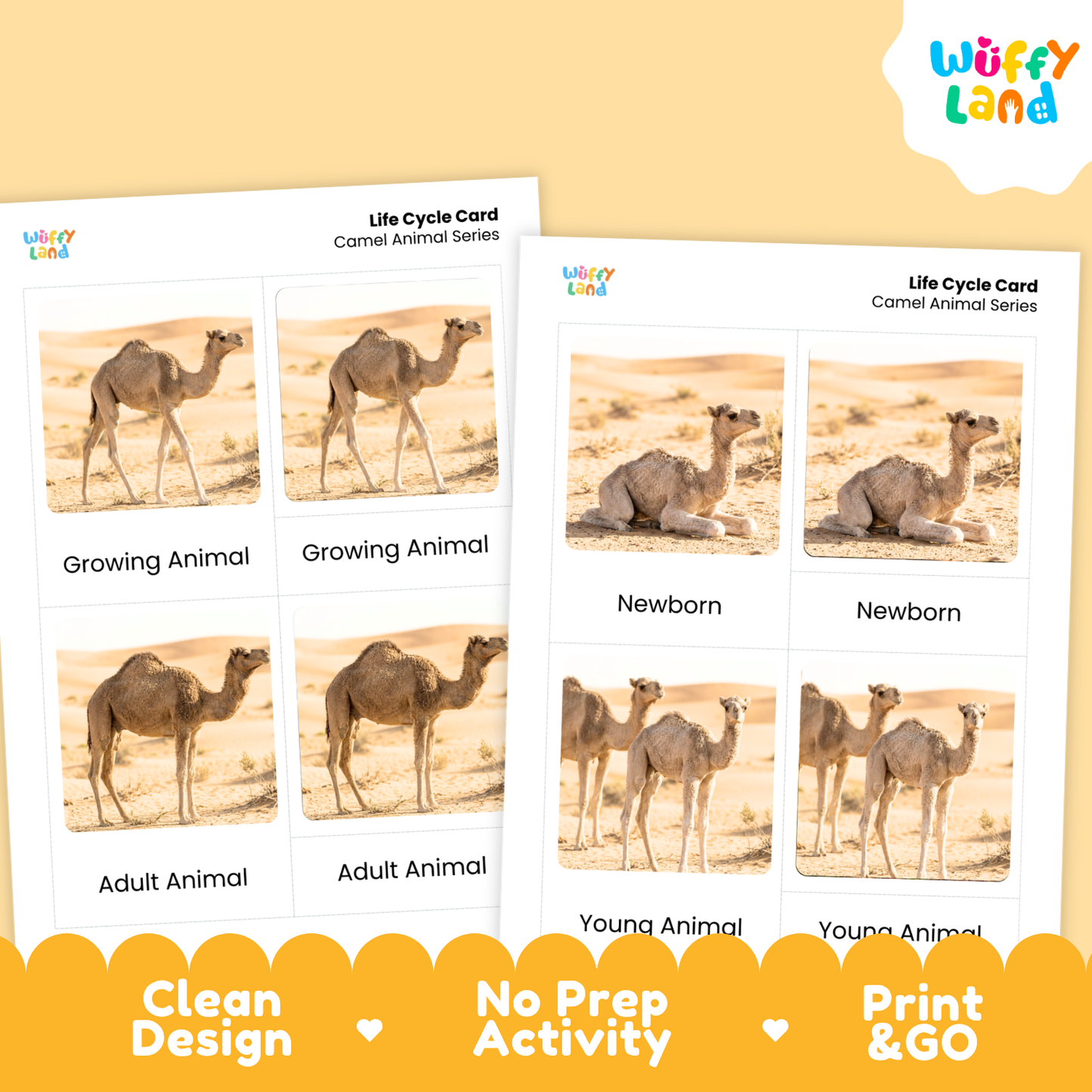 Camel Life Cycle Flashcard 3 Part Cards Science Activity Printable