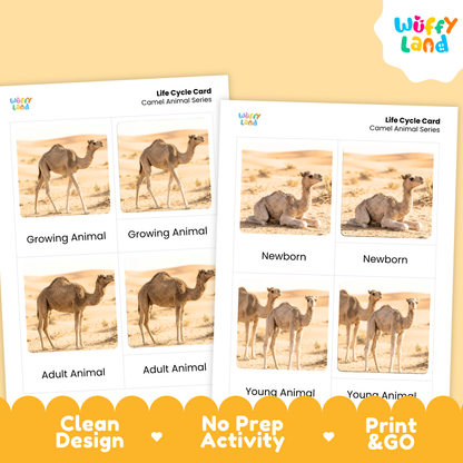 Camel Life Cycle Flashcard 3 Part Cards Science Activity Printable