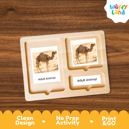Camel Life Cycle Flashcard 3 Part Cards Science Activity Printable