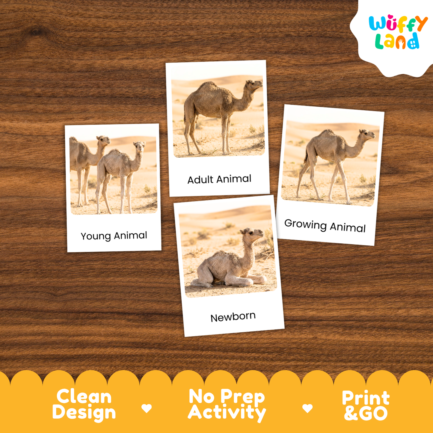 Four printed animal activity cards showing camels in desert scenes, labeled Young Animal, Adult Animal, Growing Animal, and Newborn, arranged on a wood background. The Wuffi Land logo appears in the top right, and a yellow banner at the bottom reads Clean Design, No Prep Activity, and Print & GO.