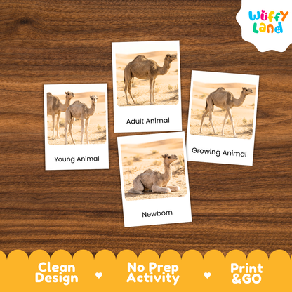 Four printed animal activity cards showing camels in desert scenes, labeled Young Animal, Adult Animal, Growing Animal, and Newborn, arranged on a wood background. The Wuffi Land logo appears in the top right, and a yellow banner at the bottom reads Clean Design, No Prep Activity, and Print & GO.