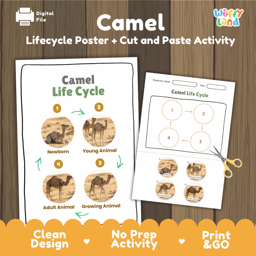Camel Life Cycle Poster and Cut and Paste Activity Worksheets