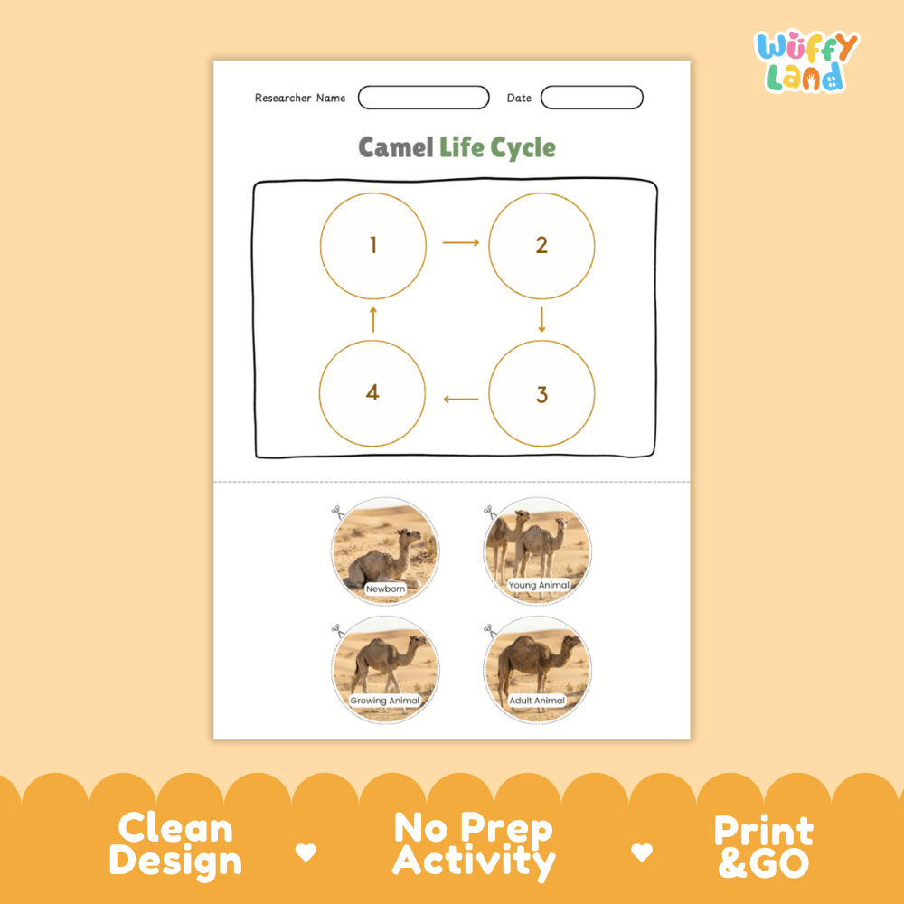 Camel Life Cycle Poster and Cut and Paste Activity Worksheets