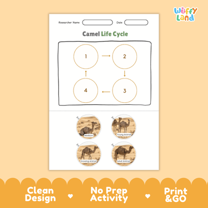 Camel Life Cycle Poster and Cut and Paste Activity Worksheets