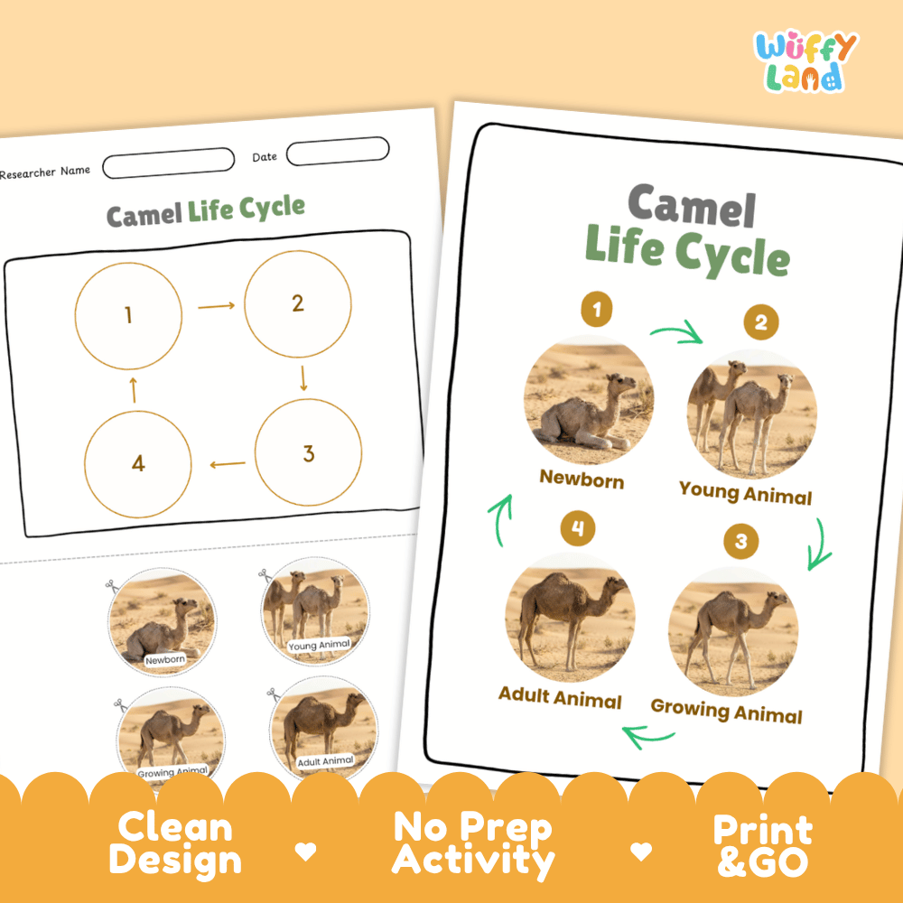 Camel Life Cycle Poster and Cut and Paste Activity Worksheets