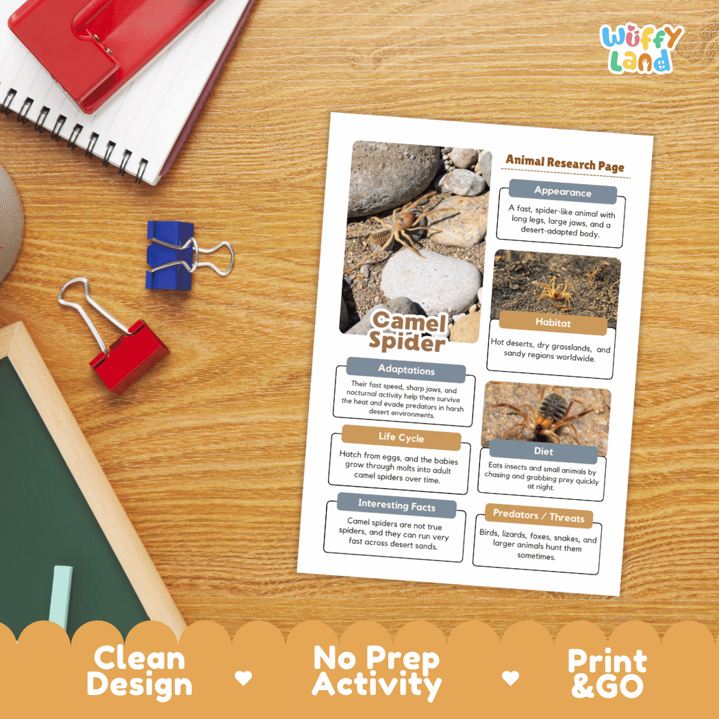Camel Spider Animal Research Page and Worksheets