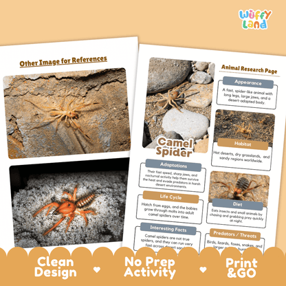 Camel Spider Animal Research Page and Worksheets