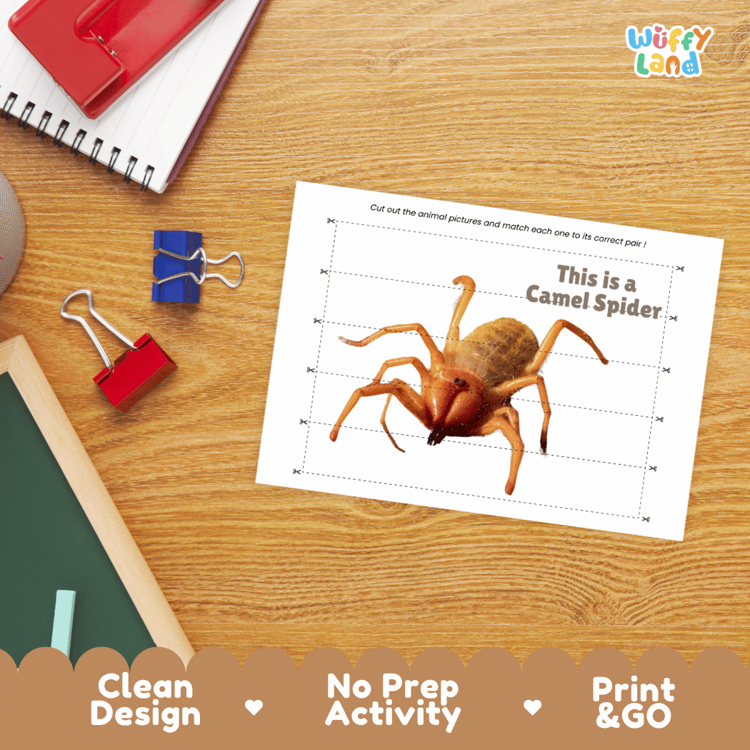 Camel Spider Cut and Match Activity Worksheets | Animal Puzzle Printables