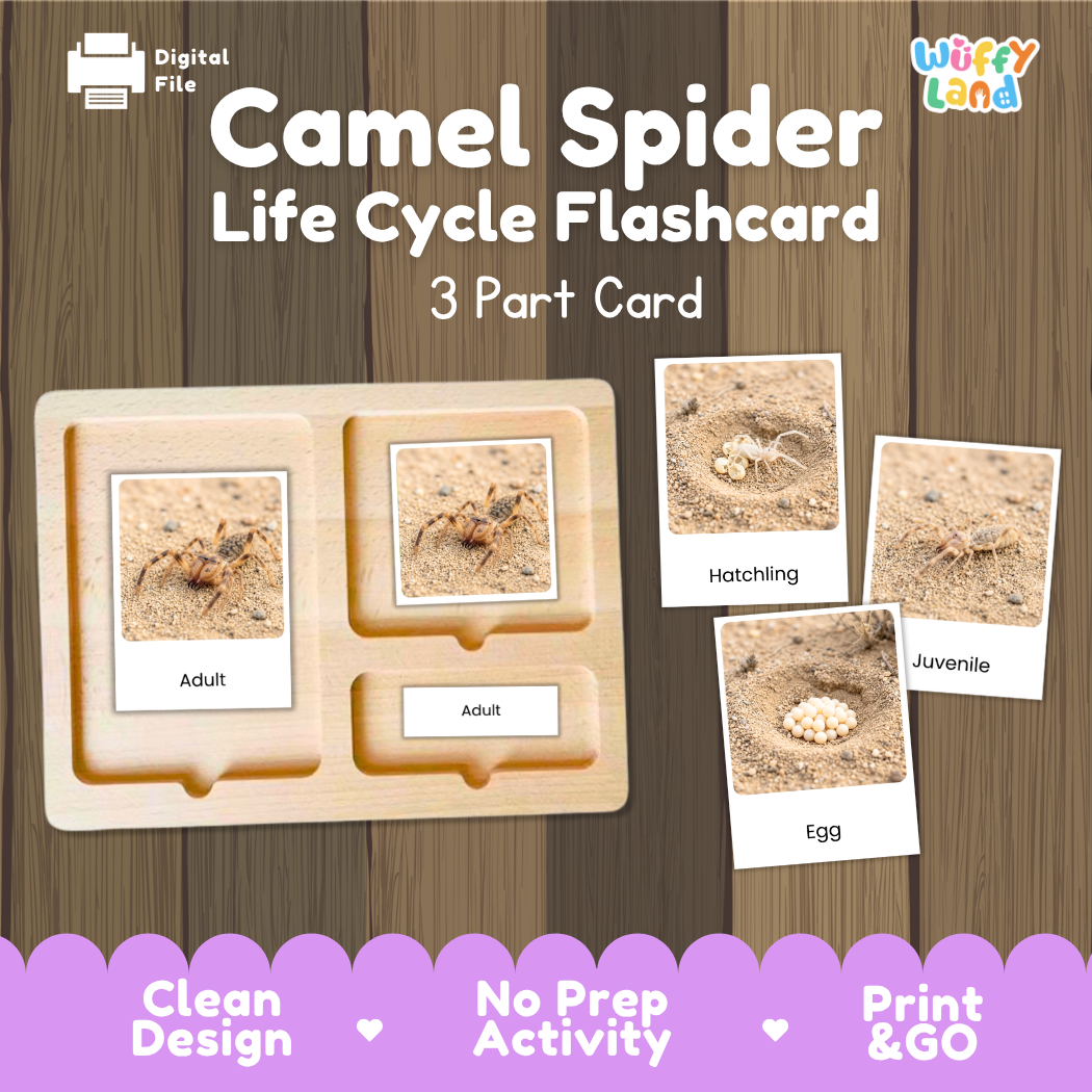 Camel Spider Life Cycle Flashcard set by Wiffy Land, featuring a wooden 3-part card tray with labeled sections for Adult, Hatchling, and Egg, alongside individual flashcard images showing the stages on a wood-grain background.