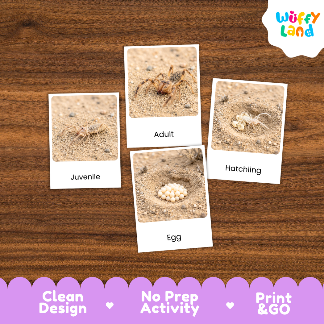 Four labeled activity cards showing ant stages—Juvenile, Adult, Egg, and Hatchling—placed on a wood surface. The cards have white borders and the brand name Wuffy Land appears in the top right.
