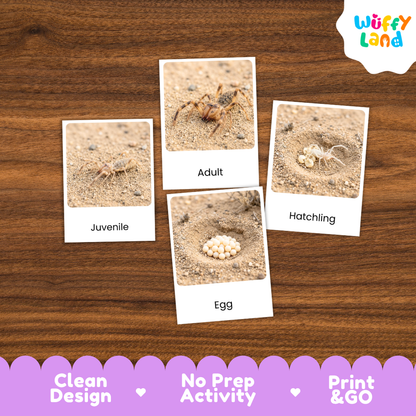 Four labeled activity cards showing ant stages—Juvenile, Adult, Egg, and Hatchling—placed on a wood surface. The cards have white borders and the brand name Wuffy Land appears in the top right.