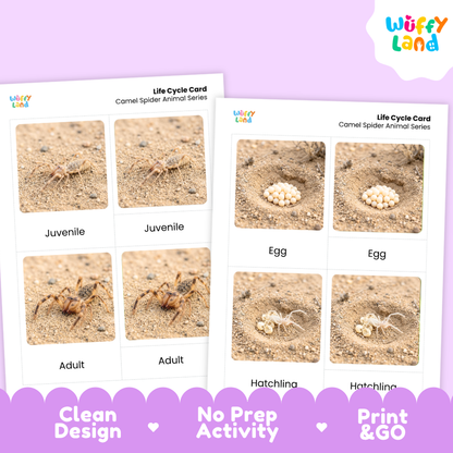 Two printable educational life cycle cards for a camel spider animal series, displayed on a light purple background with a white logo in the top right corner. The cards show labeled photos of the spider in juvenile and adult stages, eggs, and hatchlings.