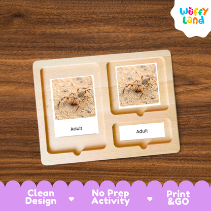 A wooden Montessori-style activity tray with two labeled slots reading 'Adult' and a third slot below, shown on a wood-grain background. Each slot contains a small photo card of a spider on sand.