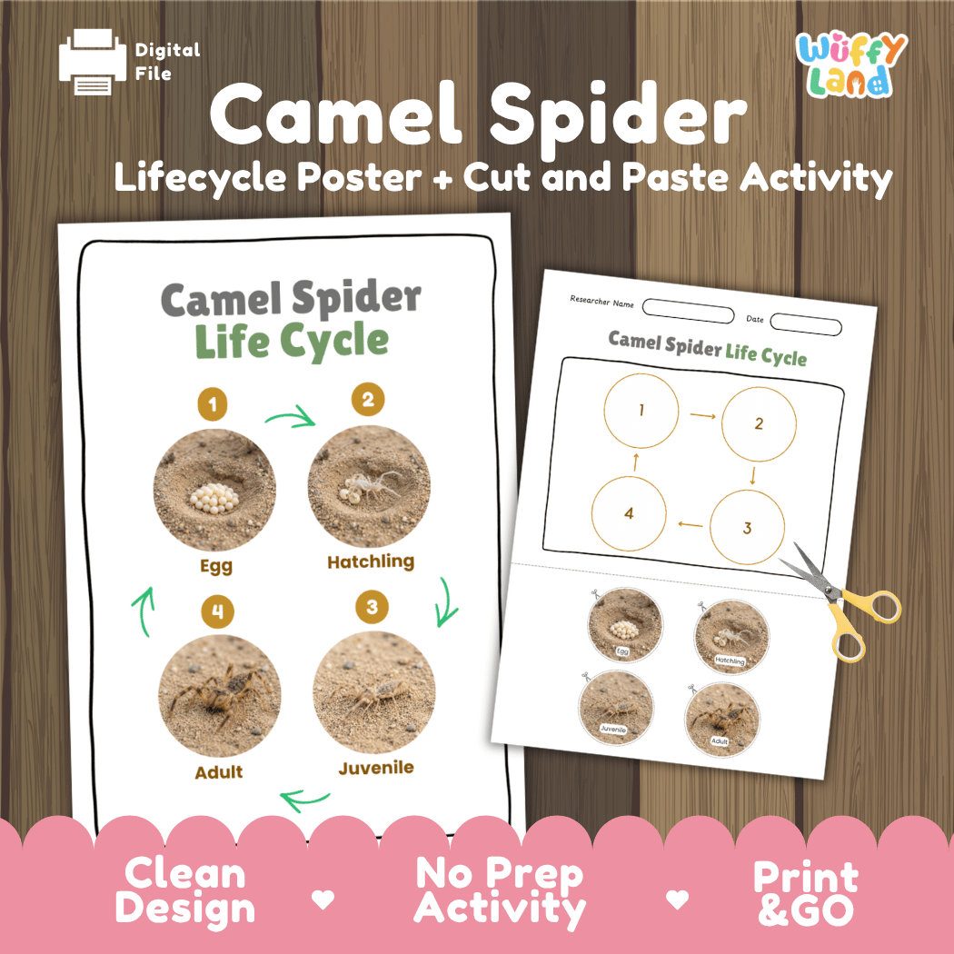 Camel Spider Life Cycle Poster and Cut and Paste Activity Worksheets
