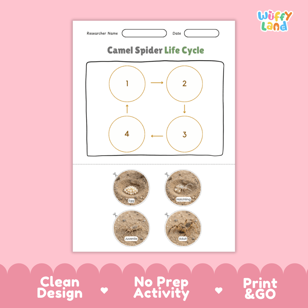 Camel Spider Life Cycle Poster and Cut and Paste Activity Worksheets