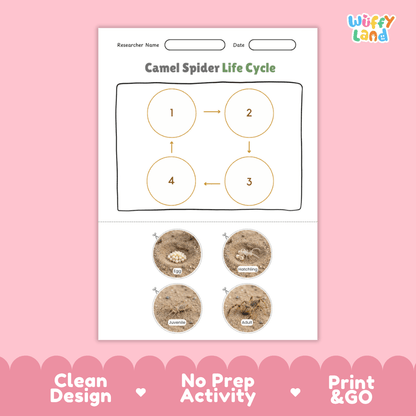 Camel Spider Life Cycle Poster and Cut and Paste Activity Worksheets