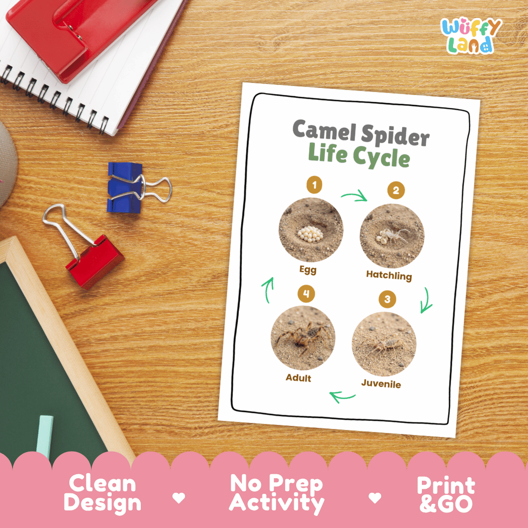 Camel Spider Life Cycle Poster and Cut and Paste Activity Worksheets