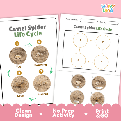 Camel Spider Life Cycle Poster and Cut and Paste Activity Worksheets