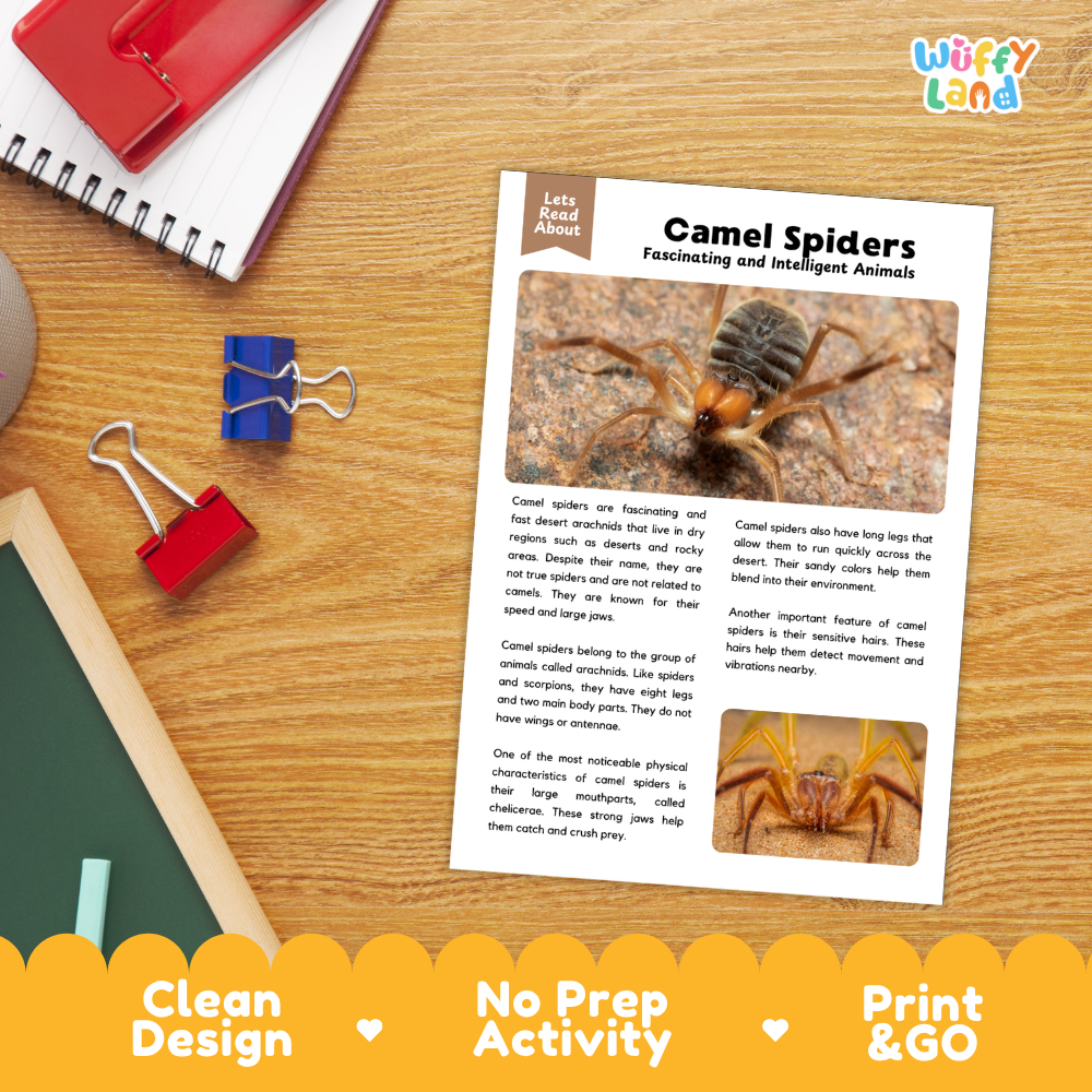 An educational printout about camel spiders laid on a wooden desk, surrounded by school supplies like a spiral notebook, binder clips, and a red folder. The print has text and photos of camel spiders, with a yellow banner at the bottom reading 'Clean Design', 'No Prep Activity', and 'Print & GO'.